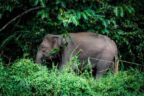 laos national animal|18 Wild Animals in Laos [Wildlife in Laos] .